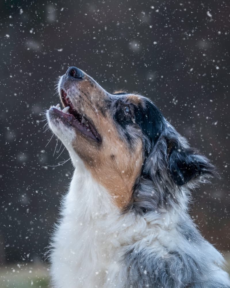 Blue Merle Snow Dog by Joško Šimic — canvas wall art