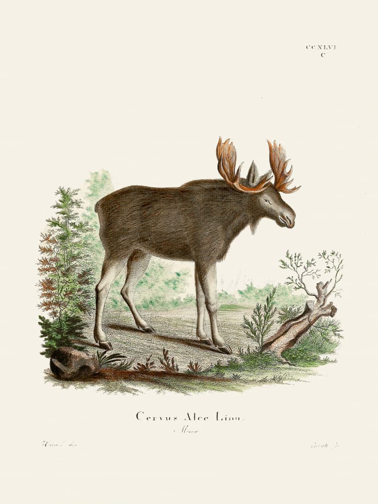 Moose By Johann Christian Daniel Von Schreber. by Johann Christian Daniel Von Schreber — canvas wall art
