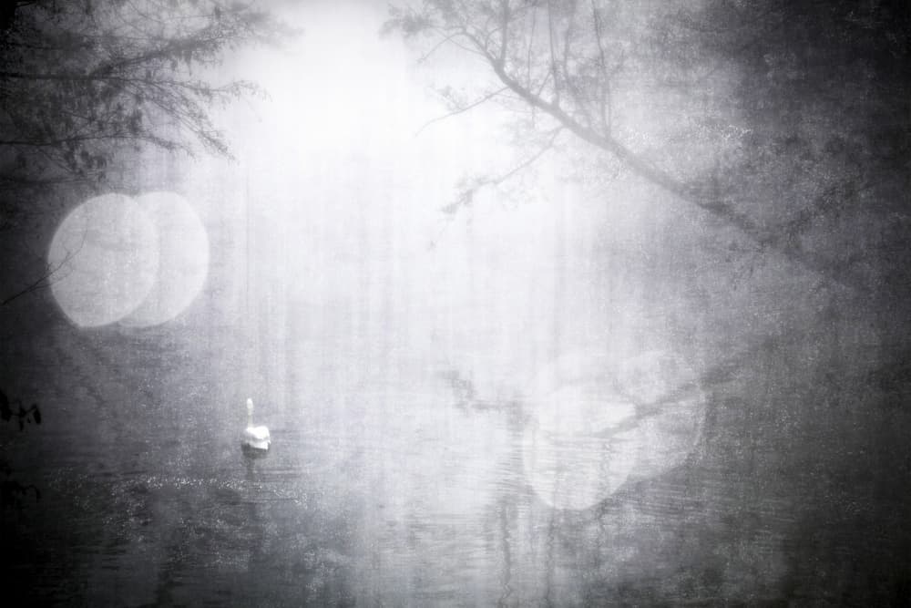 Misty Lake Swan by Anna Cseresnjes — canvas wall art