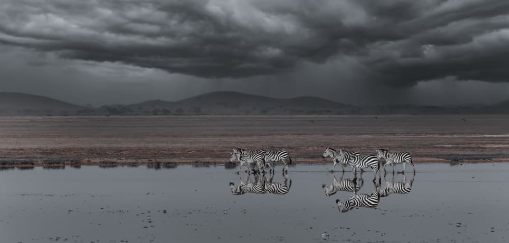 Moody Zebra Reflections by Clint Ralph — canvas wall art