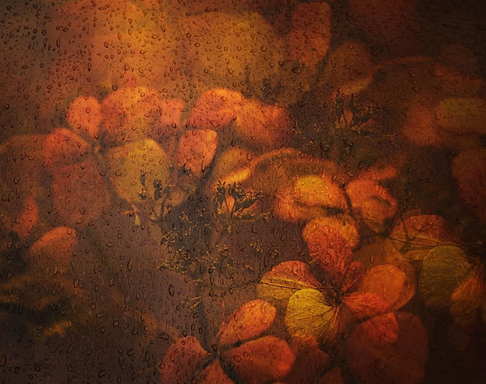 Autumn Rain Flowers by Saskia Dingemans — canvas wall art
