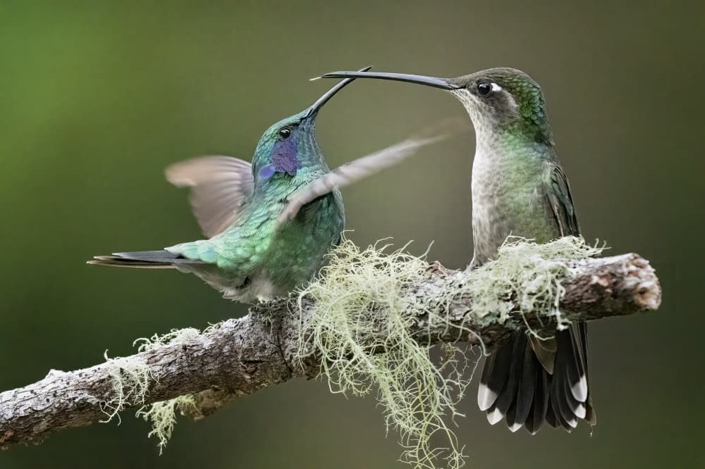 Hummingbirds On Mossy Branch by Ming Chen — canvas wall art