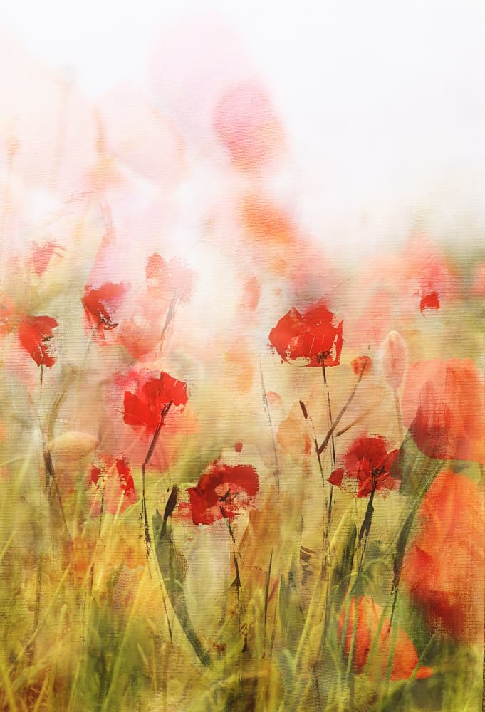 Dreamy Poppy Field