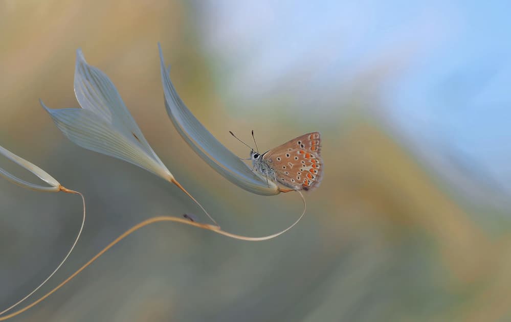 Delicate Butterfly Perched by Thierry Dufour — canvas wall art