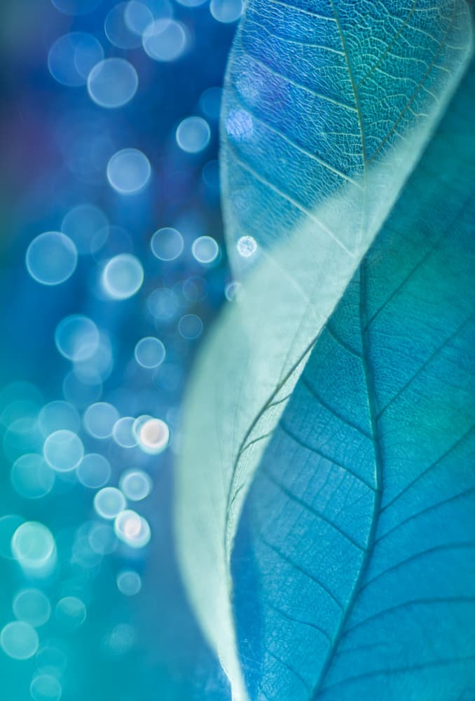 Blue Leaves Bokeh Dream by Shihya Kowatari — canvas wall art