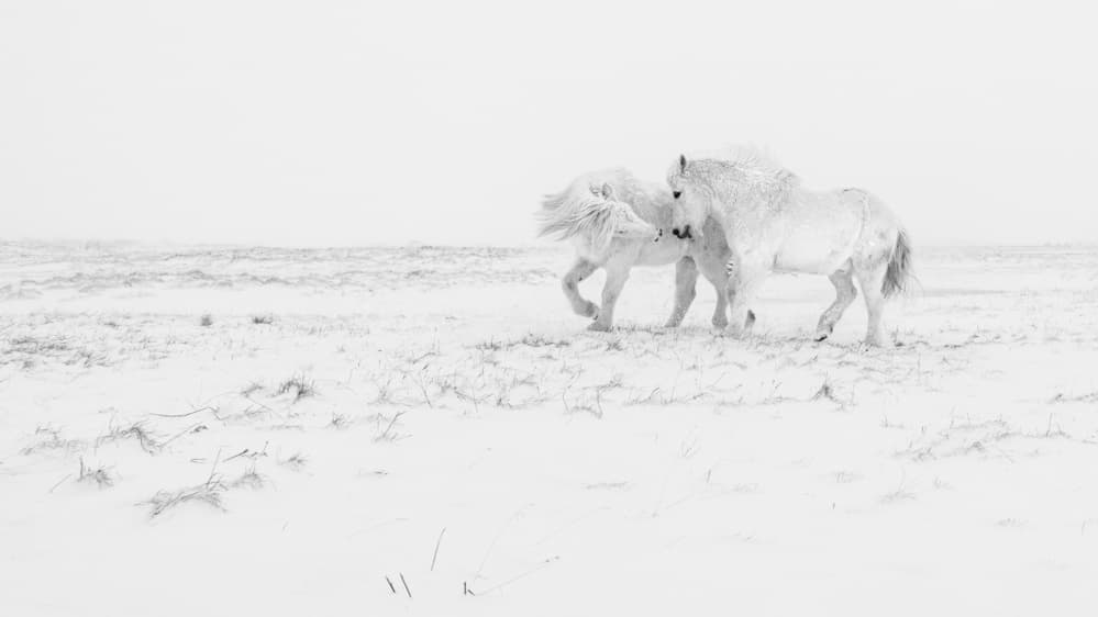 Majestic Winter Horses by Haim Rosenfeld — canvas wall art
