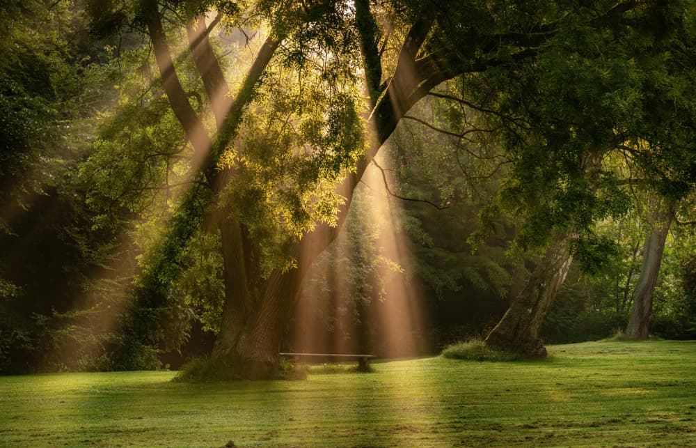 Golden Forest Light by Keller — canvas wall art