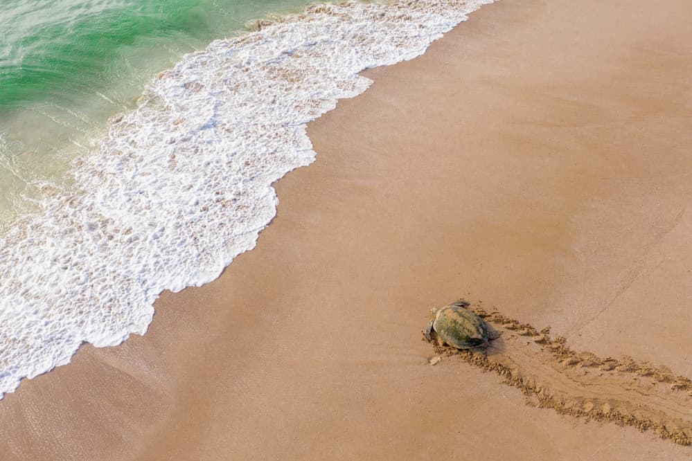 Sea Turtle on Beach by Haitham AL Farsi — canvas wall art