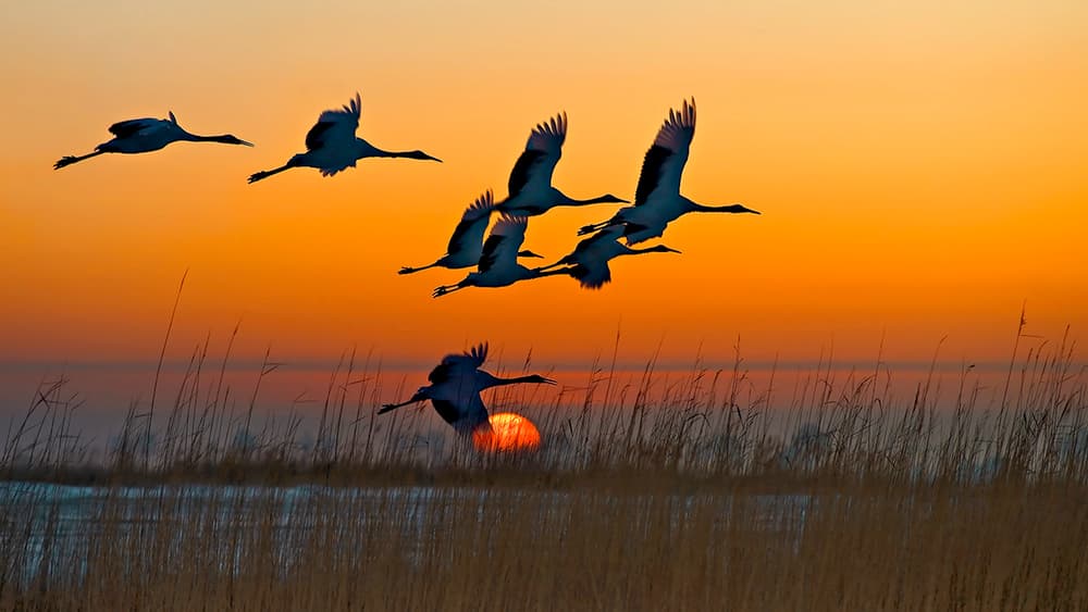 Cranes Flying at Sunset by Hua Zhu — canvas wall art
