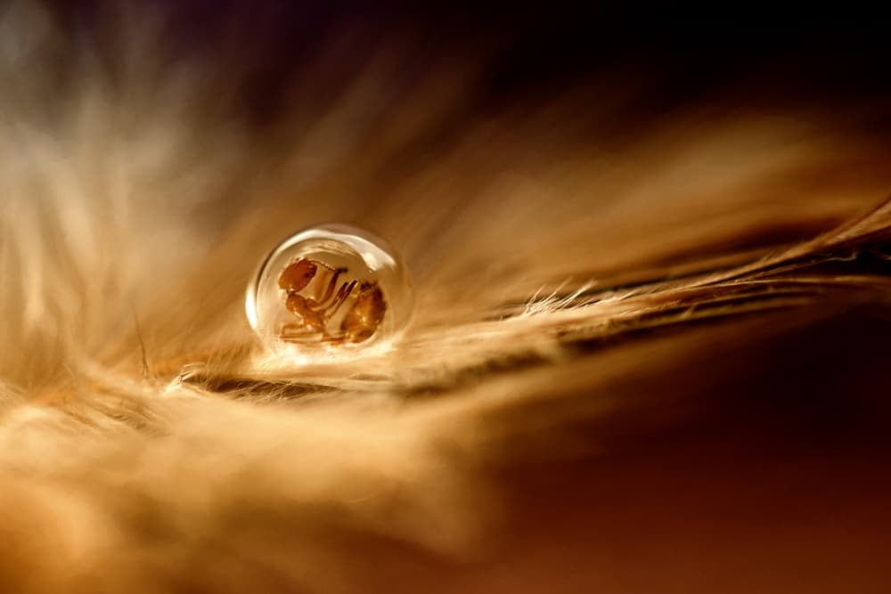 Golden Droplet Ant by Rooswandy Juniawan — canvas wall art