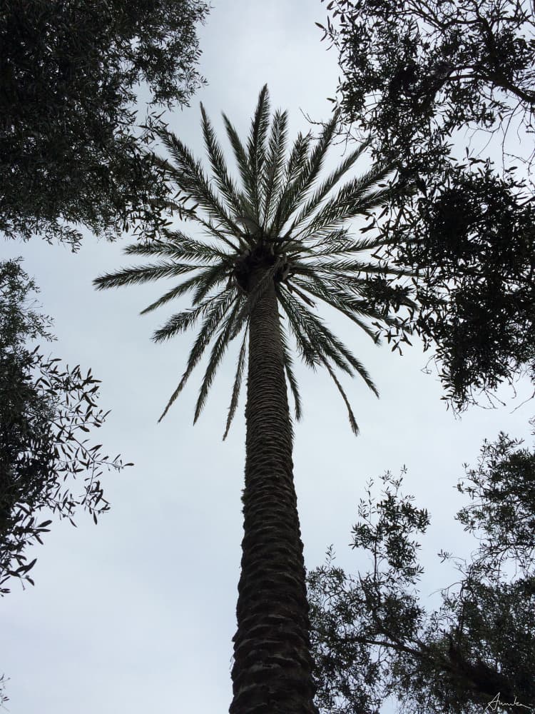 Towering Tropical Palm by Annika John — canvas wall art