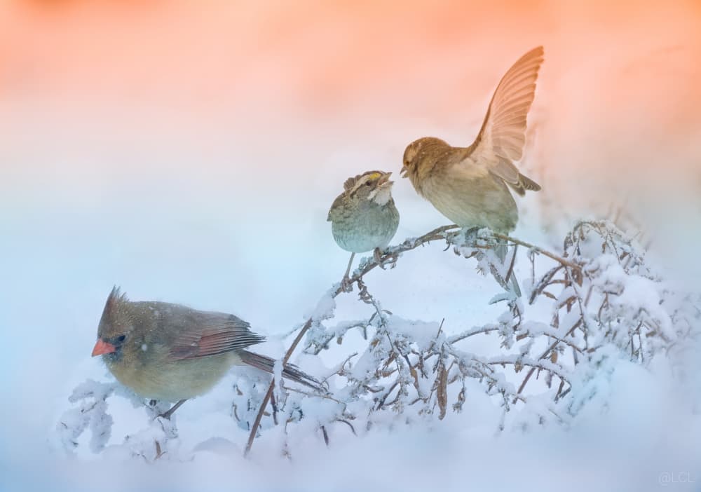 Snowy Winter Birds by Ling  Lu — canvas wall art