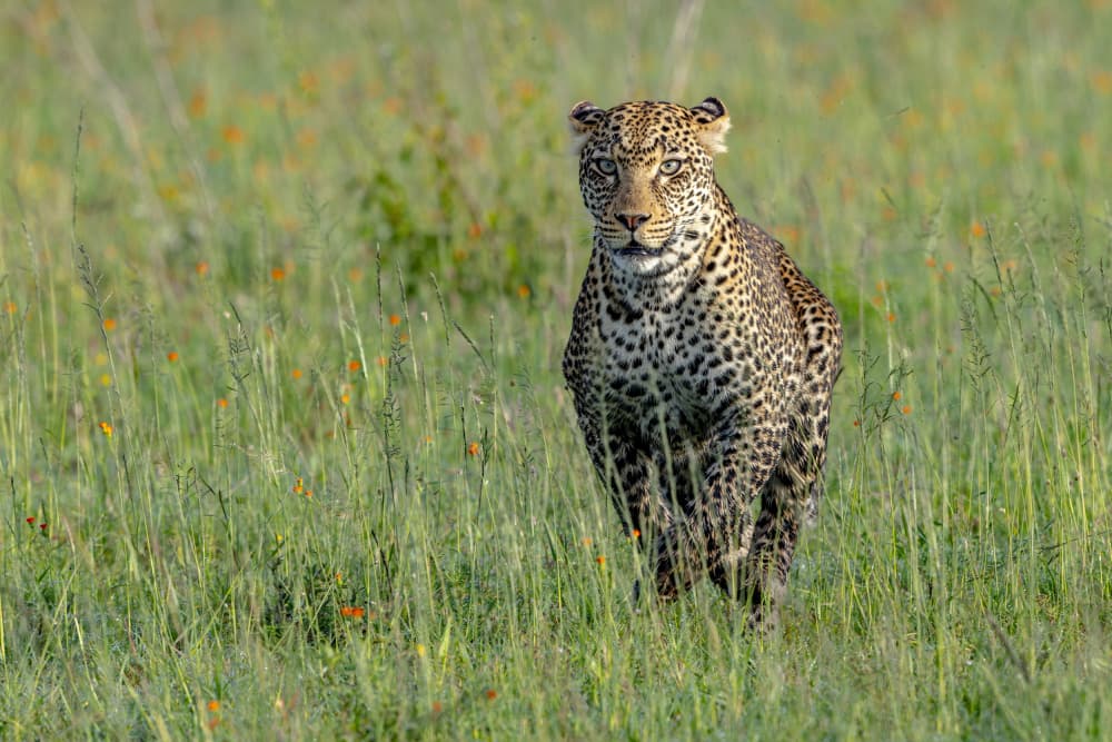 Wild Leopard Stride by Alessandro Catta — canvas wall art