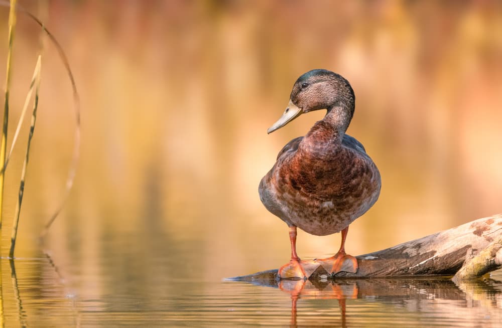 Duck on a Log by Guy Wilson — canvas wall art