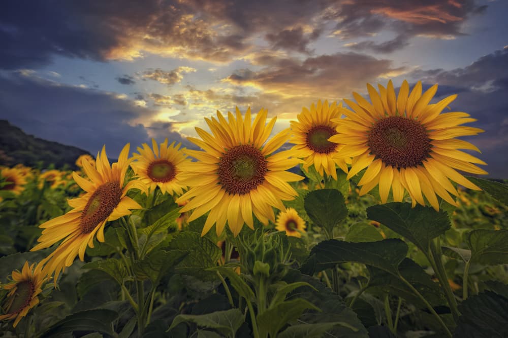 Golden Hour Sunflowers by Tiger Seo — canvas wall art