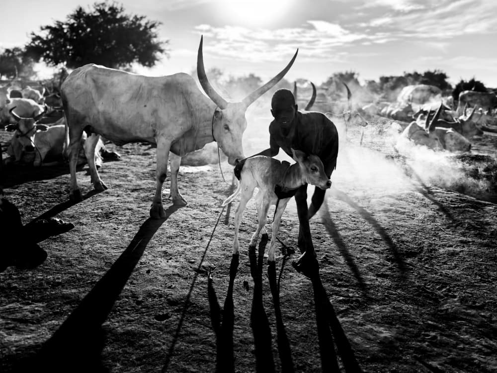 African Boy Calf Bond by Svetlin Yosifov — canvas wall art