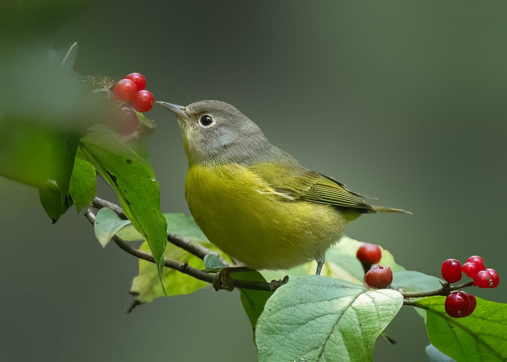 Warbler and Red Berries by Robert Zhang — canvas wall art