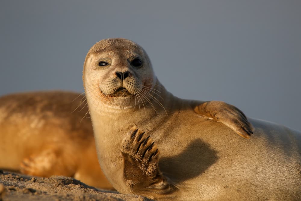 Curious Seal Waving by Anne Ponsen — canvas wall art