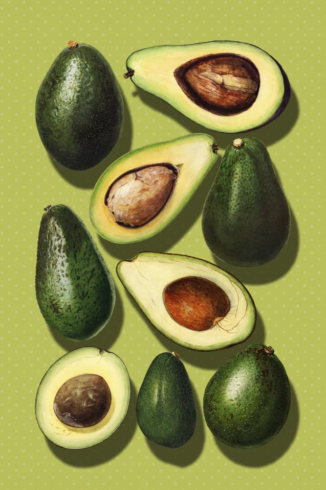 Vibrant Avocados by Marja van den Hurk — canvas wall art