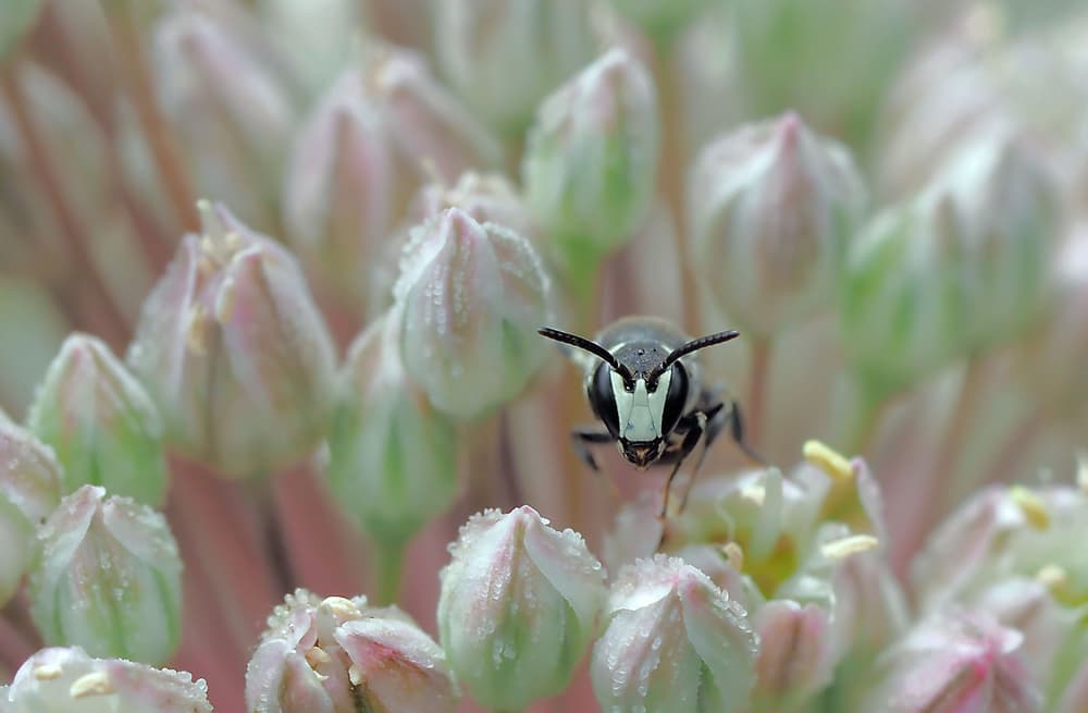 White Faced Bee by Thierry Dufour — canvas wall art