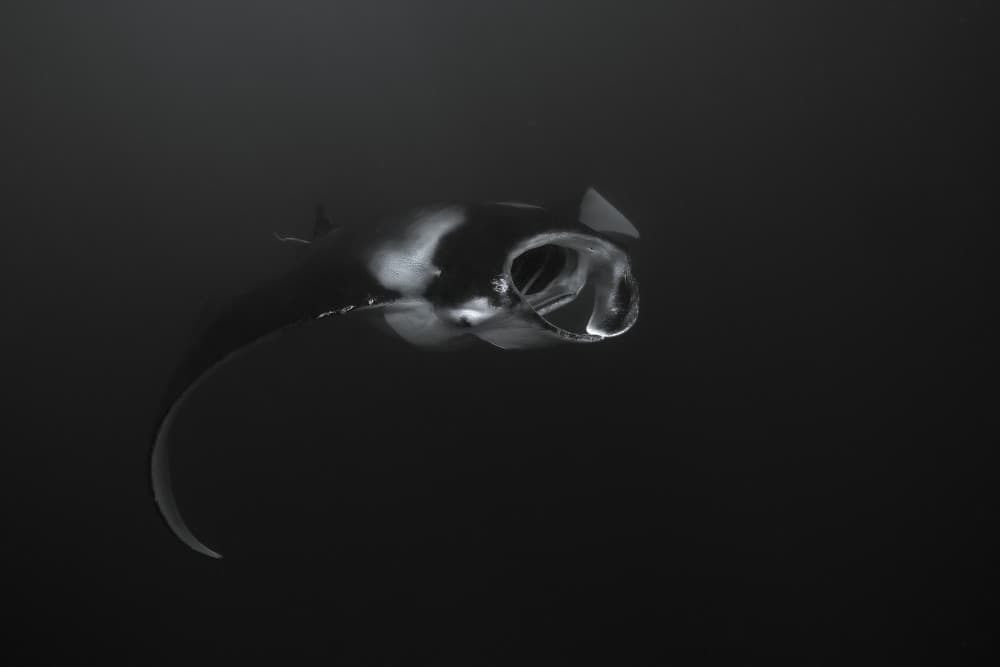 Graceful Manta Ray by Serge Melesan — canvas wall art