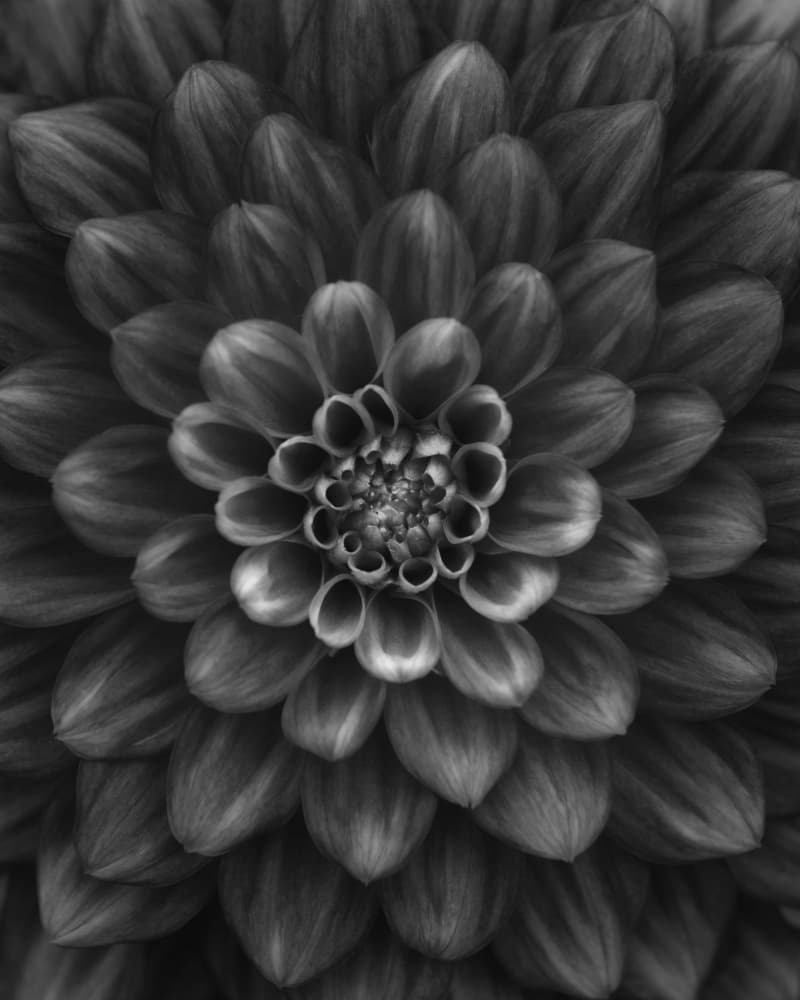 Black and White Dahlia by Lotte Grønkjær — canvas wall art