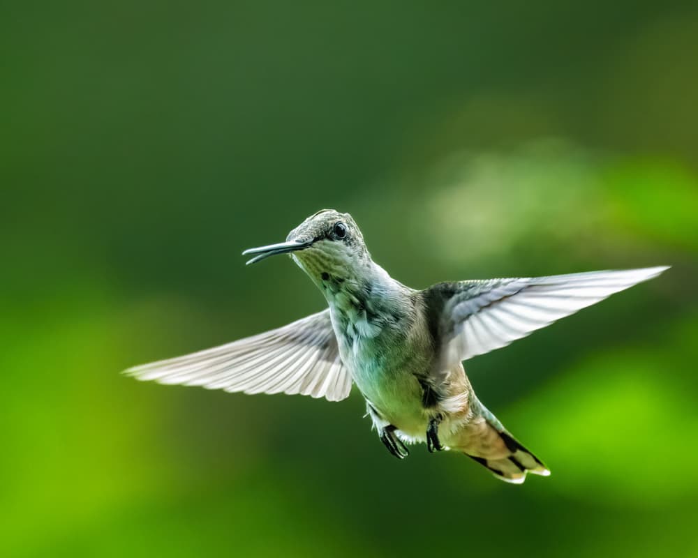 Hummingbird in Flight by Xiao Cai — canvas wall art