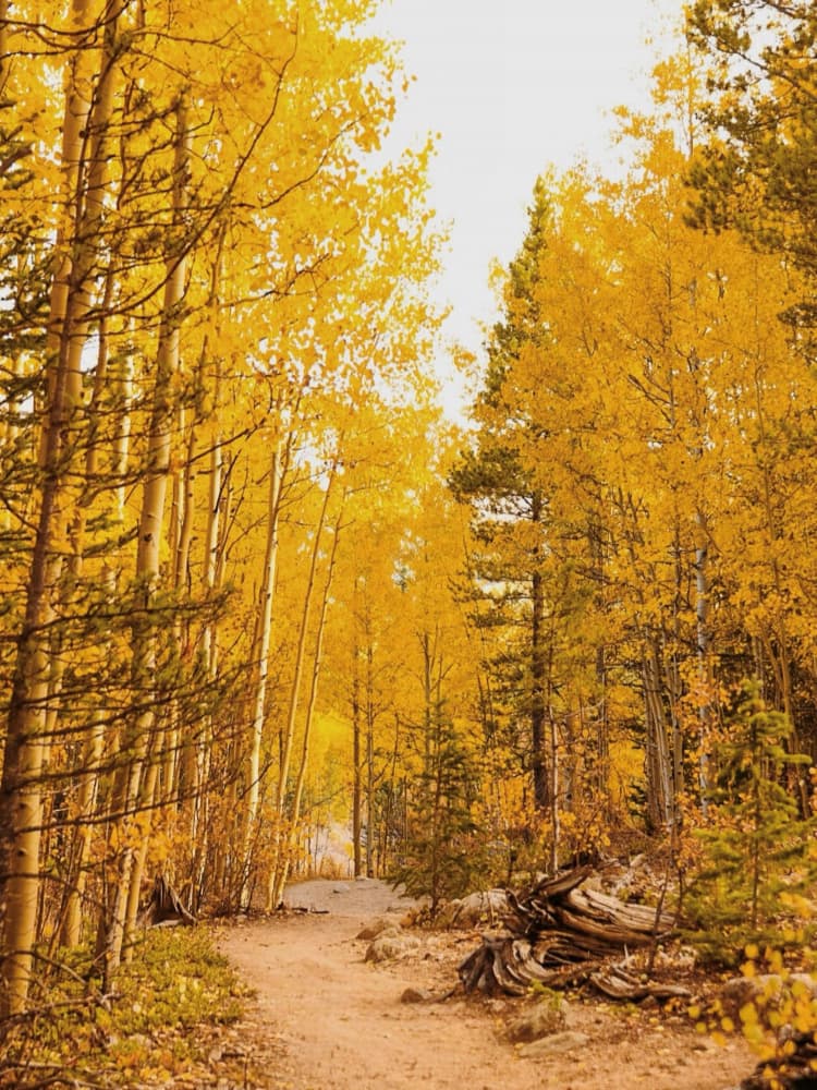 Golden Aspen Path by Del Mundo Imagery — canvas wall art