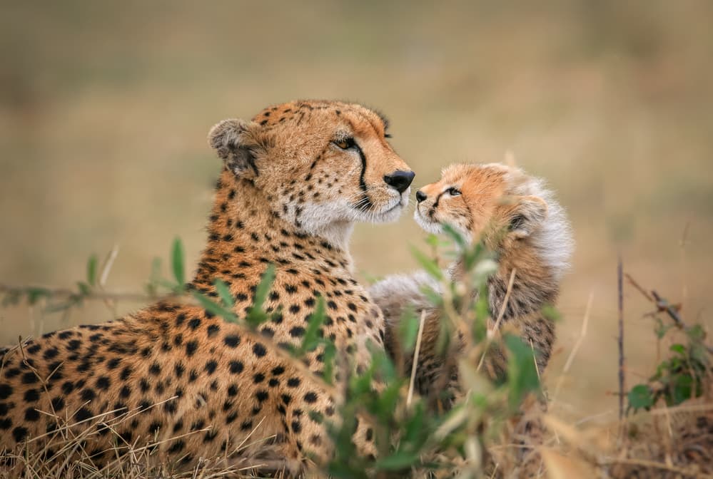 Cheetah Family Bond by Jeffrey C. Sink — canvas wall art