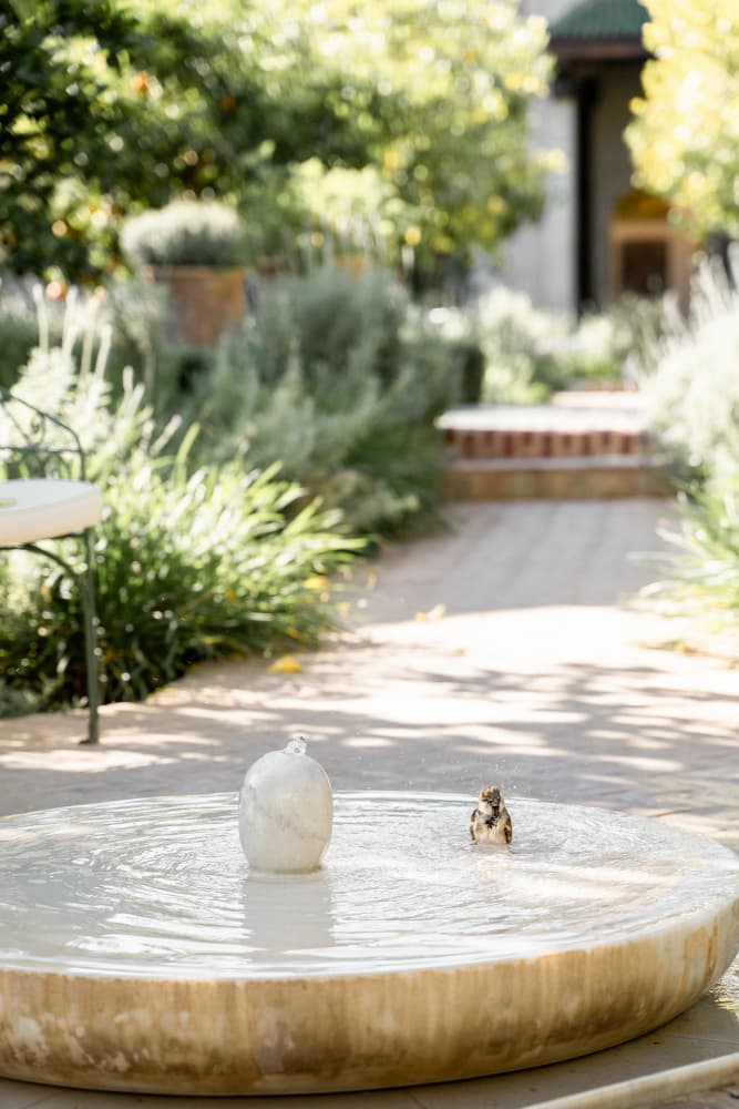Sparrow Bathing in Garden Fountain by Henrike Schenk — canvas wall art