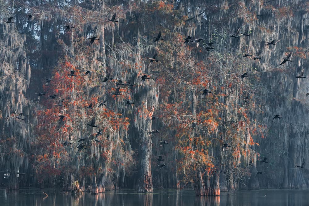 Swamp Birds in Flight by Roberto Marchegiani — canvas wall art