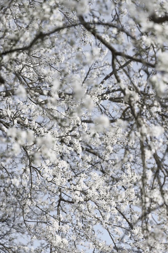 White Blossoms Bright Sky by Mareike Böhmer — canvas wall art