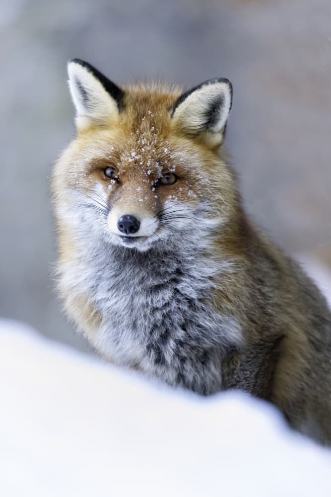 Red Fox In Snow by Marco Barisone — canvas wall art