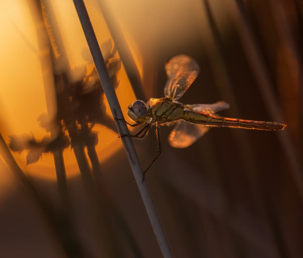 Dragonfly in Golden Hour by Gianpaolo Meriana — canvas wall art