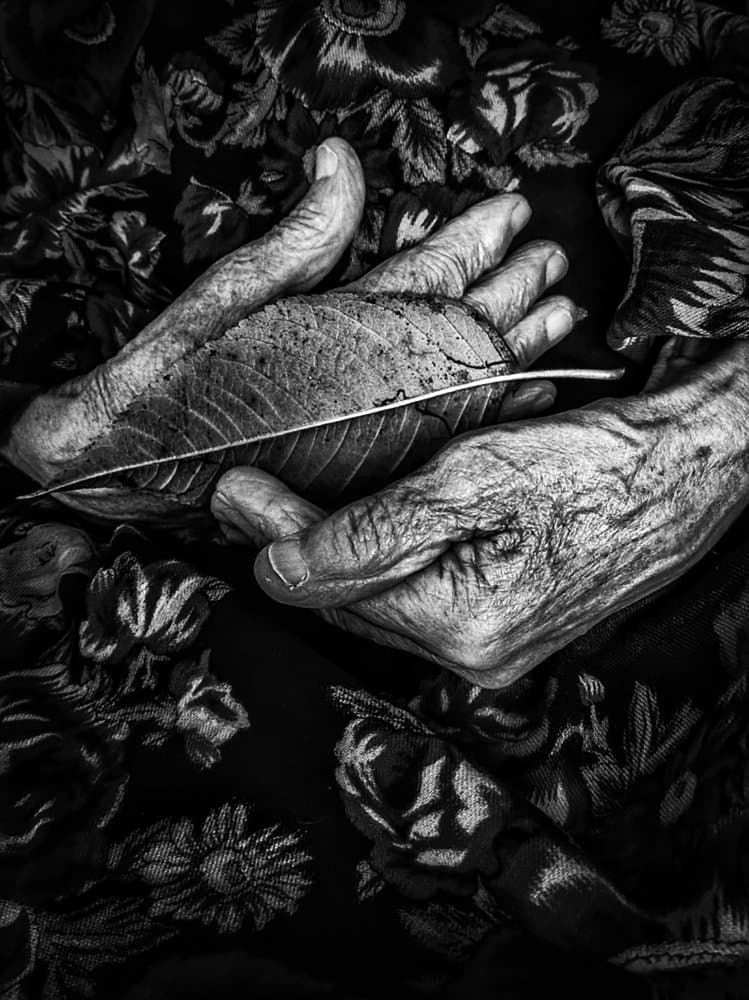 Aged Hands Holding Leaf by Ingrida Urbonavičienė — canvas wall art