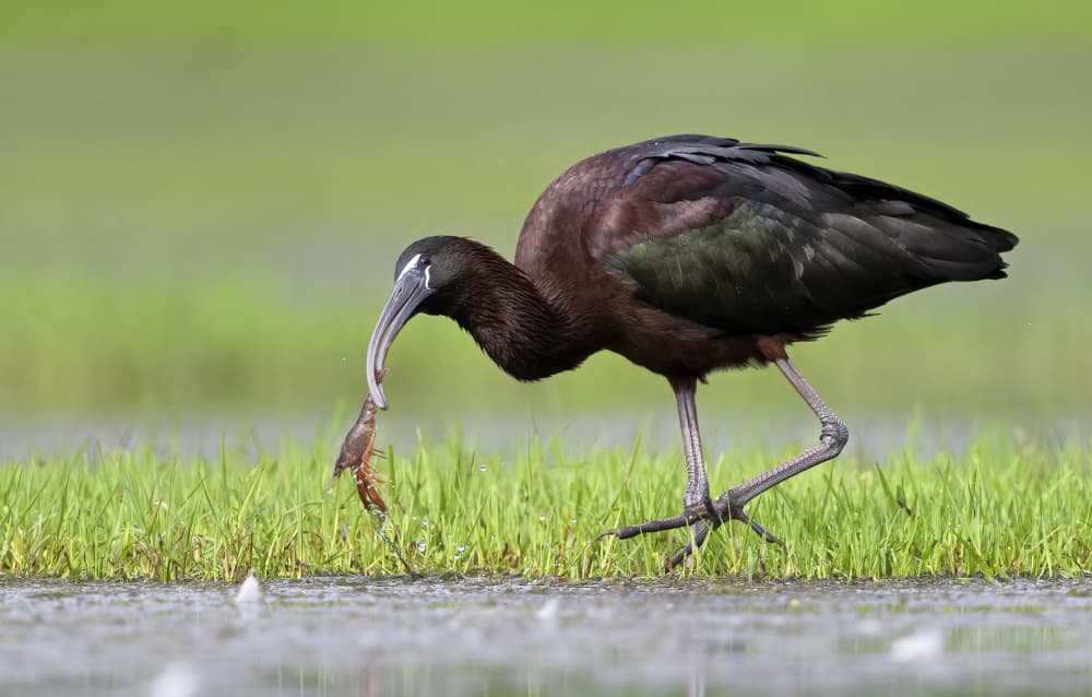 Ibis Catches Crayfish by Marco Barisone — canvas wall art