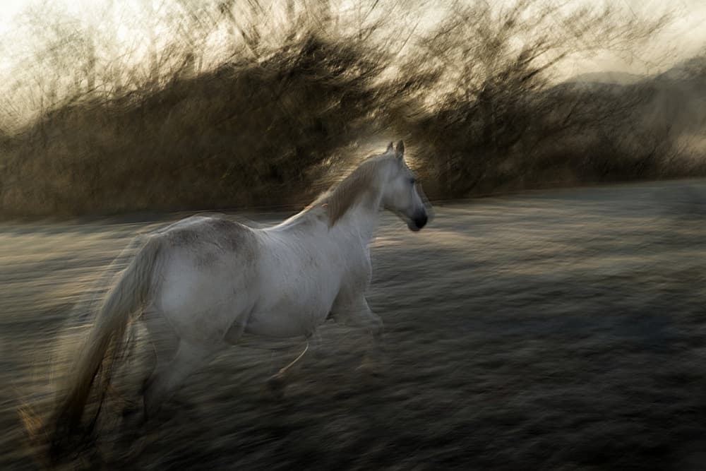 Wild Horse Running by Milan Malovrh — canvas wall art