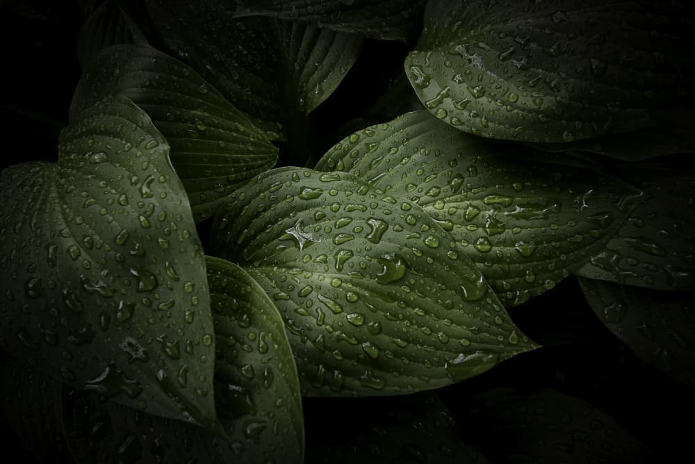 Deep Green Raindrops by Kurt Klein — canvas wall art