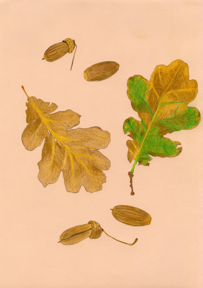 Oak Leaves and Acorns by Viktoriia Saunina — canvas wall art