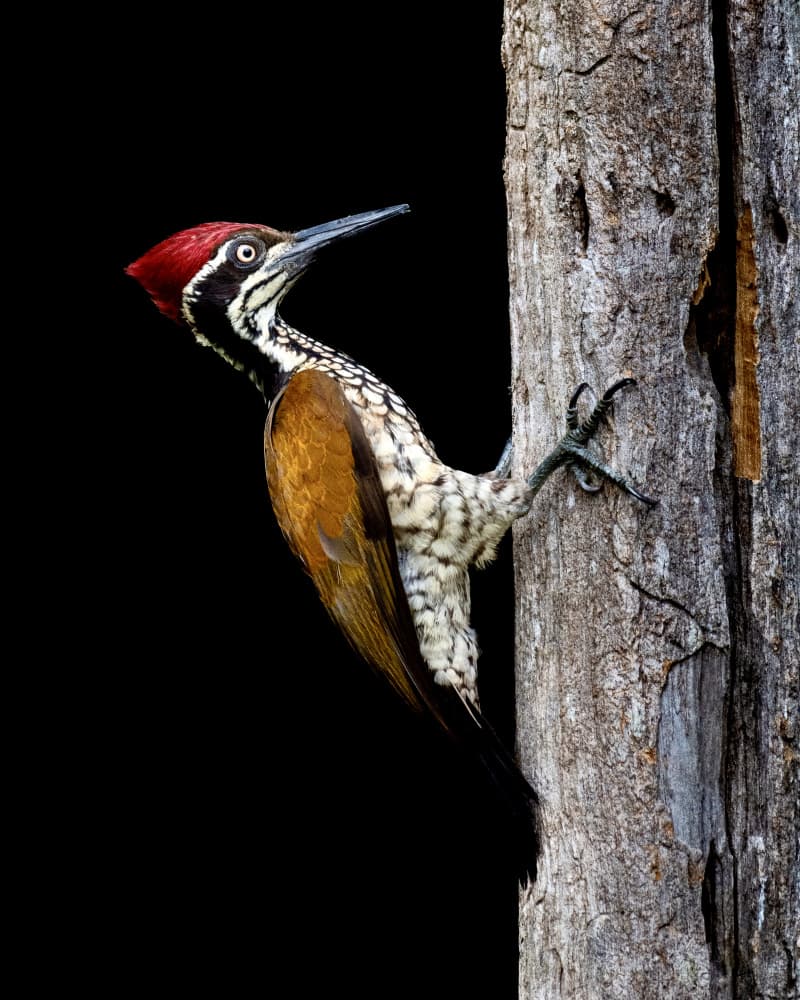 Red Crested Woodpecker by Sooraj Nalloore — canvas wall art