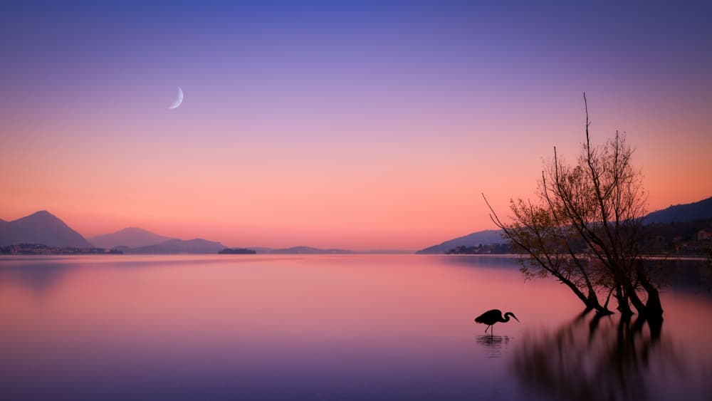 Pink Twilight Lake Bird by Cristiano Giani — canvas wall art
