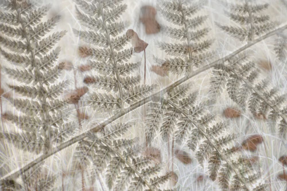 Layered Fern Fronds by Christina Sillen — canvas wall art