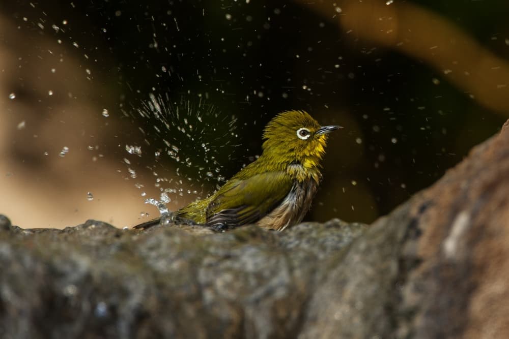 White-eye Bird Bath by Peter Stahl — canvas wall art