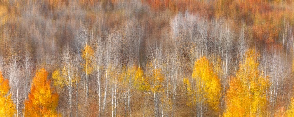 Golden Forest Impression by Mei Xu — canvas wall art
