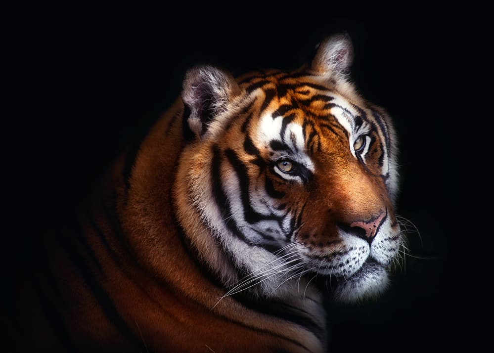 Majestic Tiger Gaze by Santiago Pascual Buye — canvas wall art