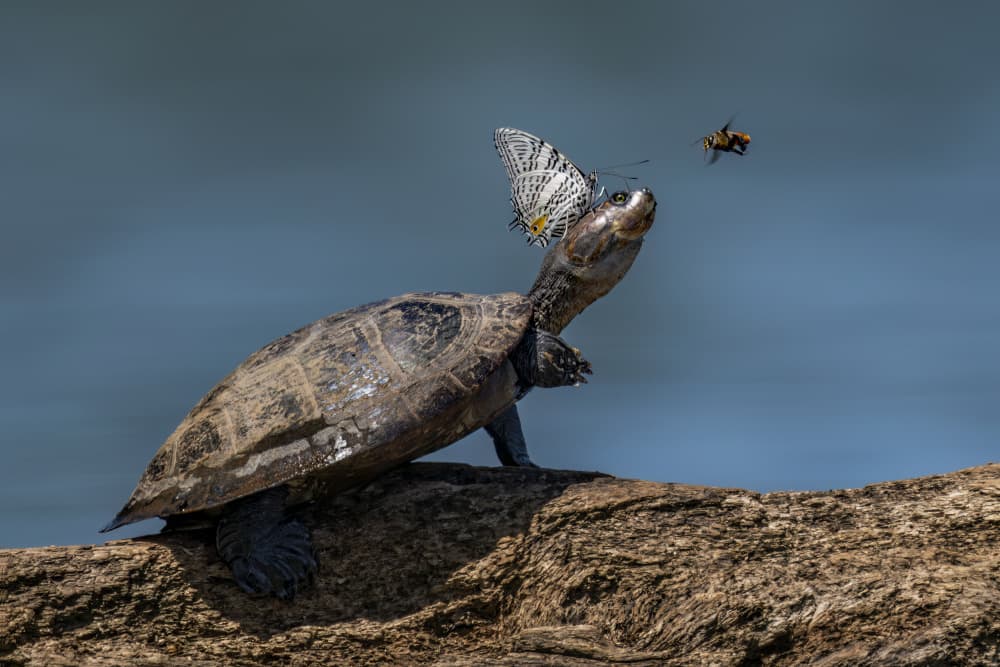 Curious Turtle Butterfly Bee by Hung Tsui — canvas wall art
