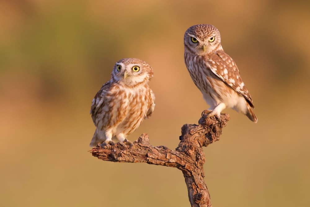 Two Little Owls by David Manusevich — canvas wall art