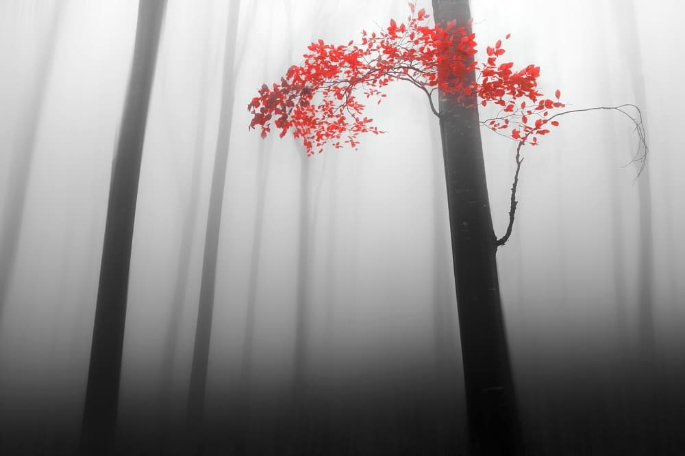 Red Tree In Misty Forest by Dragisa Petrovic — canvas wall art