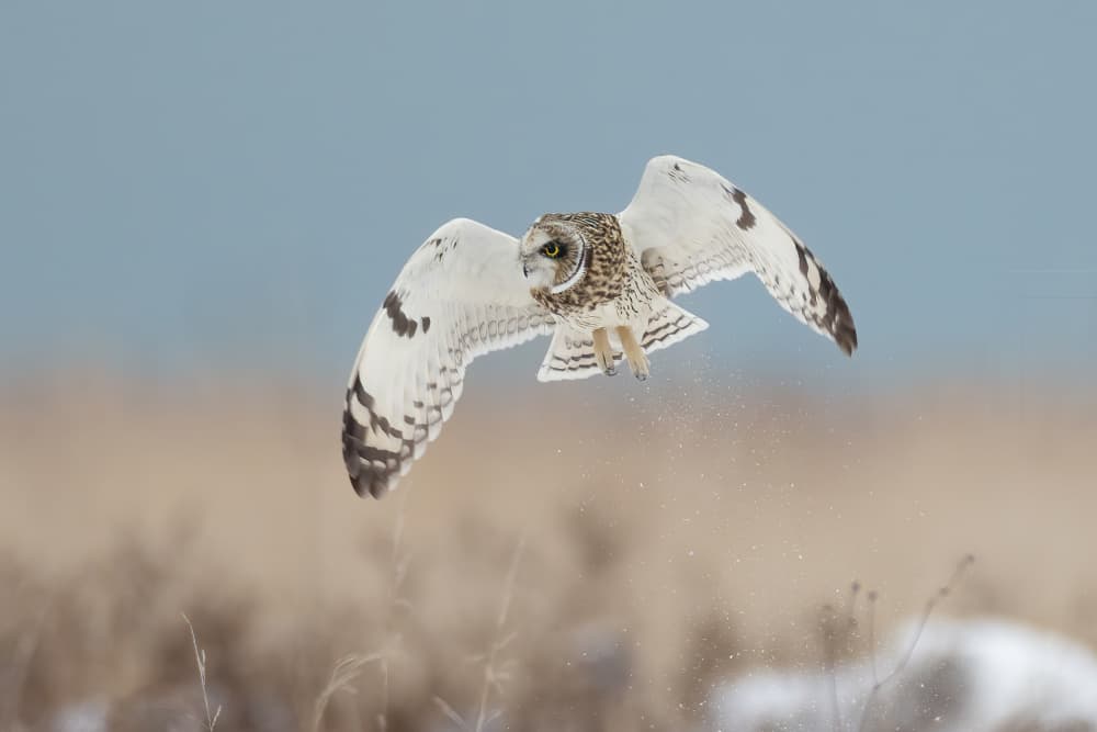 Short-eared Owl in Flight by Tony Xu — canvas wall art
