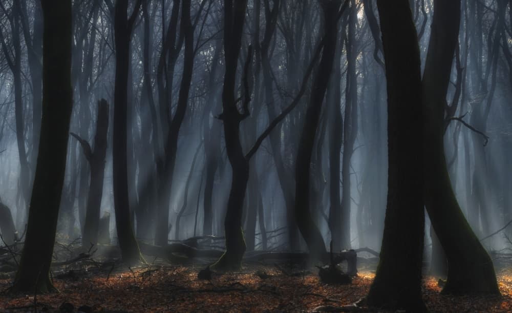 Misty Forest Light by Jan Paul Kraaij — canvas wall art
